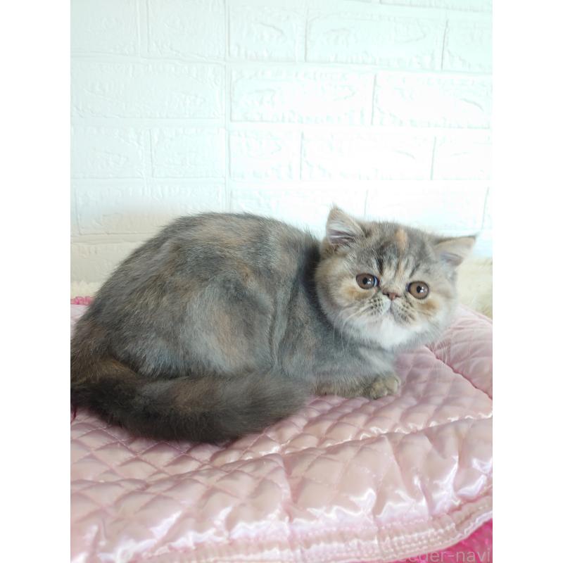 販売中の岡山県のエキゾチックショートヘア-132690の3枚目