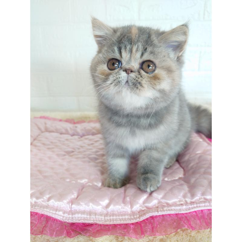 販売中の岡山県のエキゾチックショートヘア-132690の2枚目