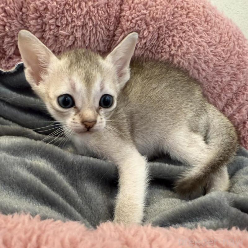 販売中の岐阜県のシンガプーラ-135111の4枚目