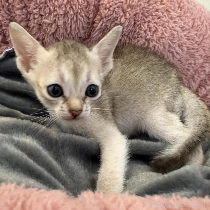 販売中の岐阜県のシンガプーラ-135111の3枚目