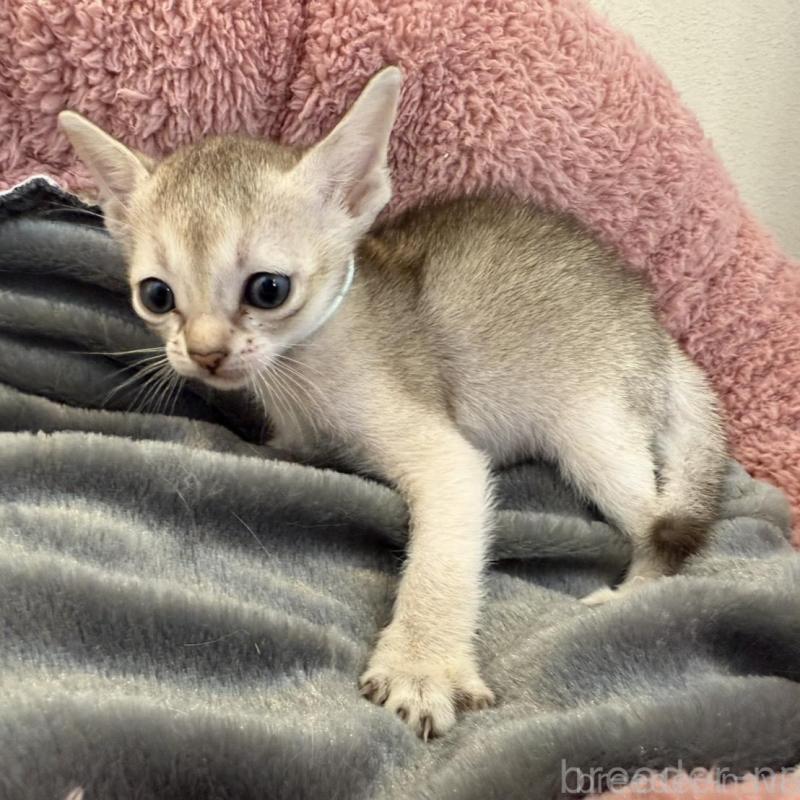 販売中の岐阜県のシンガプーラ-135111の2枚目