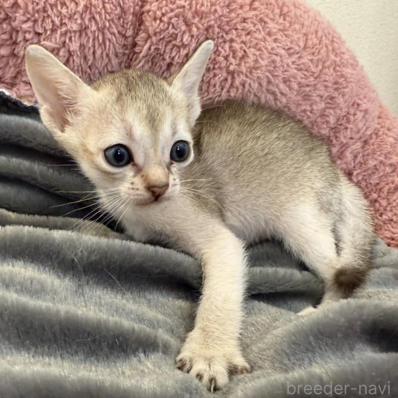 販売中の岐阜県のシンガプーラ-135111