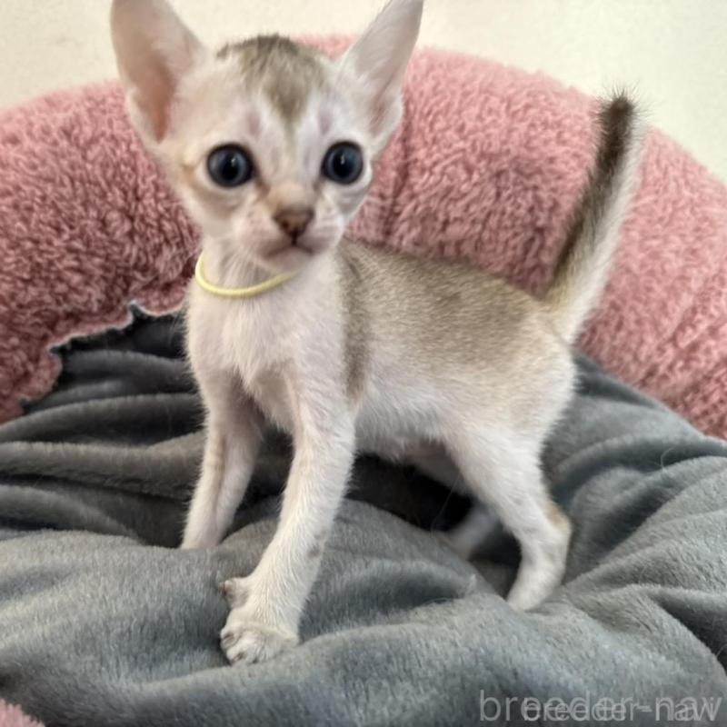 販売中の岐阜県のシンガプーラ-135112の1枚目