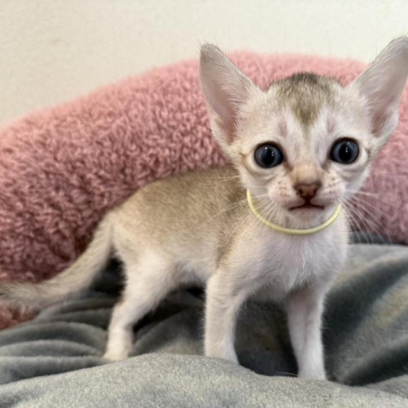 販売中の岐阜県のシンガプーラ-135112の2枚目