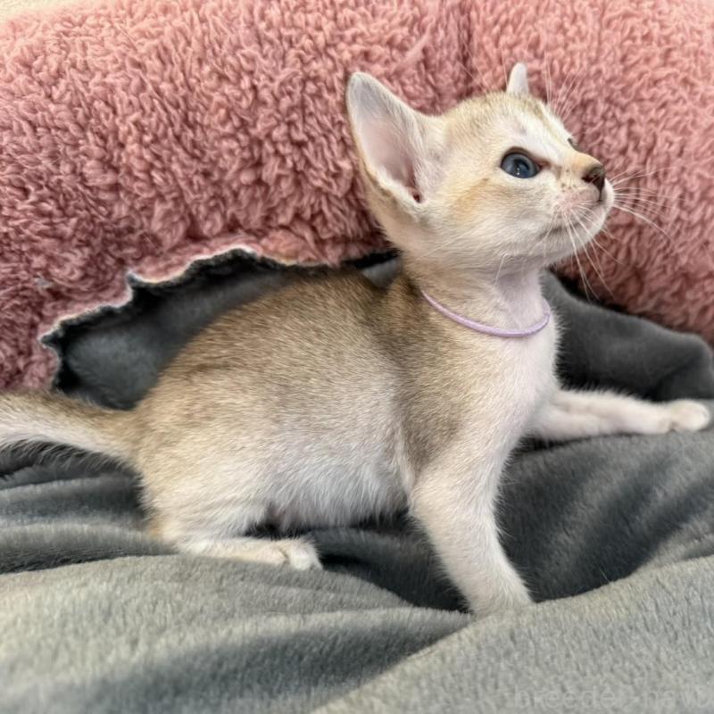 販売中の岐阜県のシンガプーラ-135113の3枚目