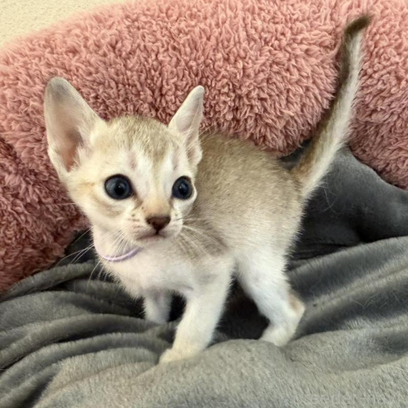 販売中の岐阜県のシンガプーラ-135113