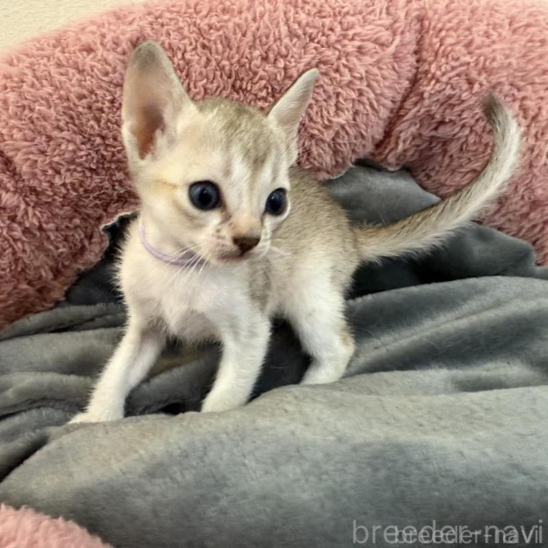 販売中の岐阜県のシンガプーラ-135113の2枚目