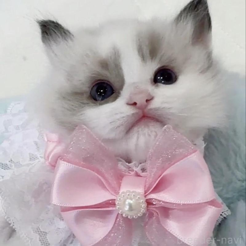 販売中の京都府のラグドール-135114