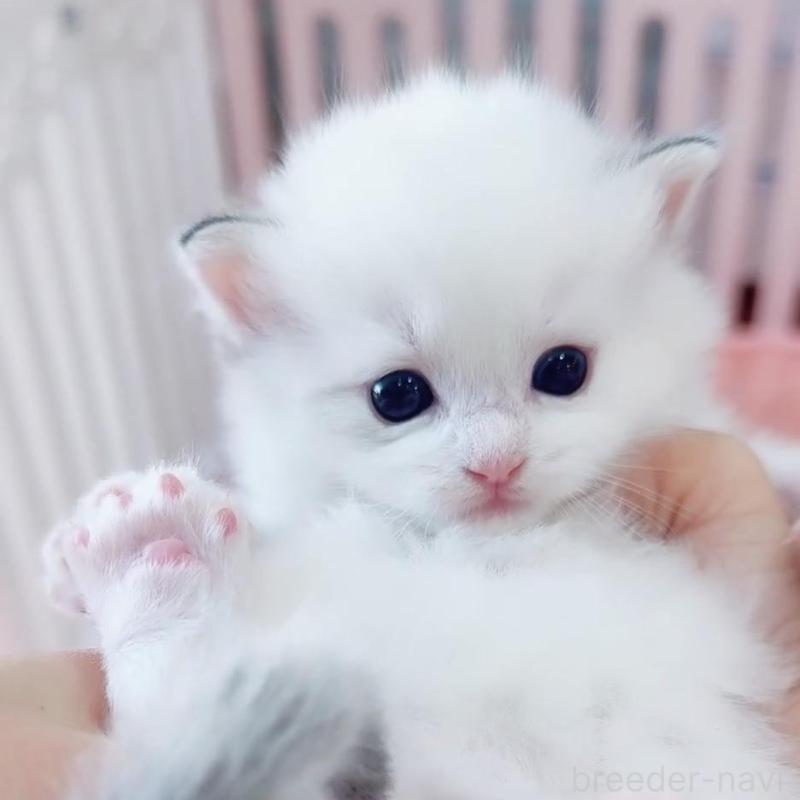 販売中の京都府のラグドール-135115の1枚目