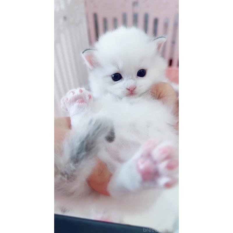 販売中の京都府のラグドール-135115の2枚目