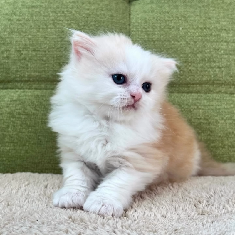 販売中の愛知県のラガマフィン-135116の12枚目