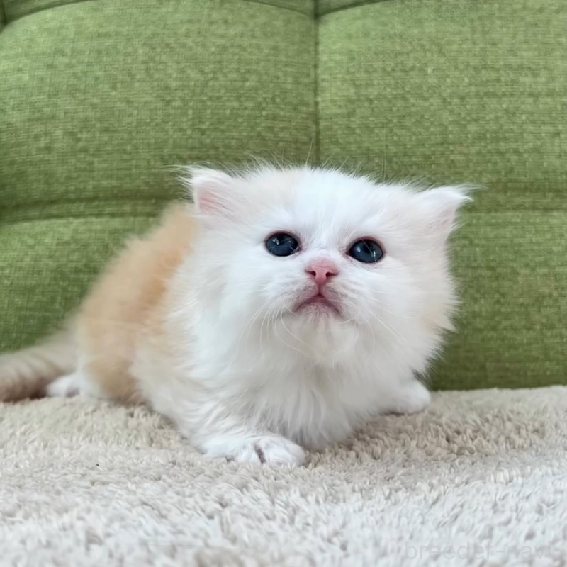 販売中の愛知県のラガマフィン-135116の11枚目