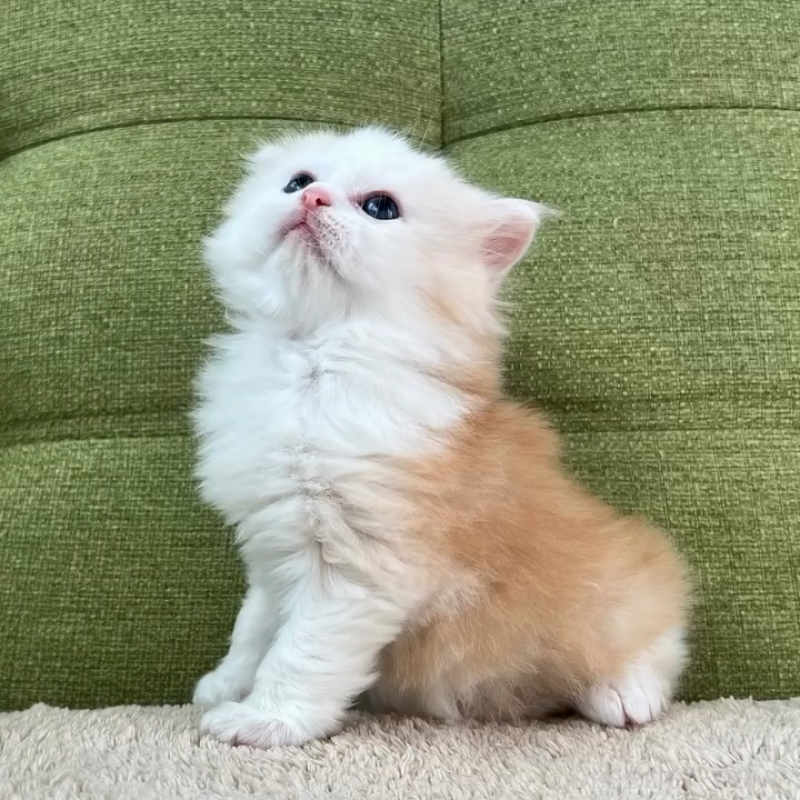 販売中の愛知県のラガマフィン-135116の10枚目