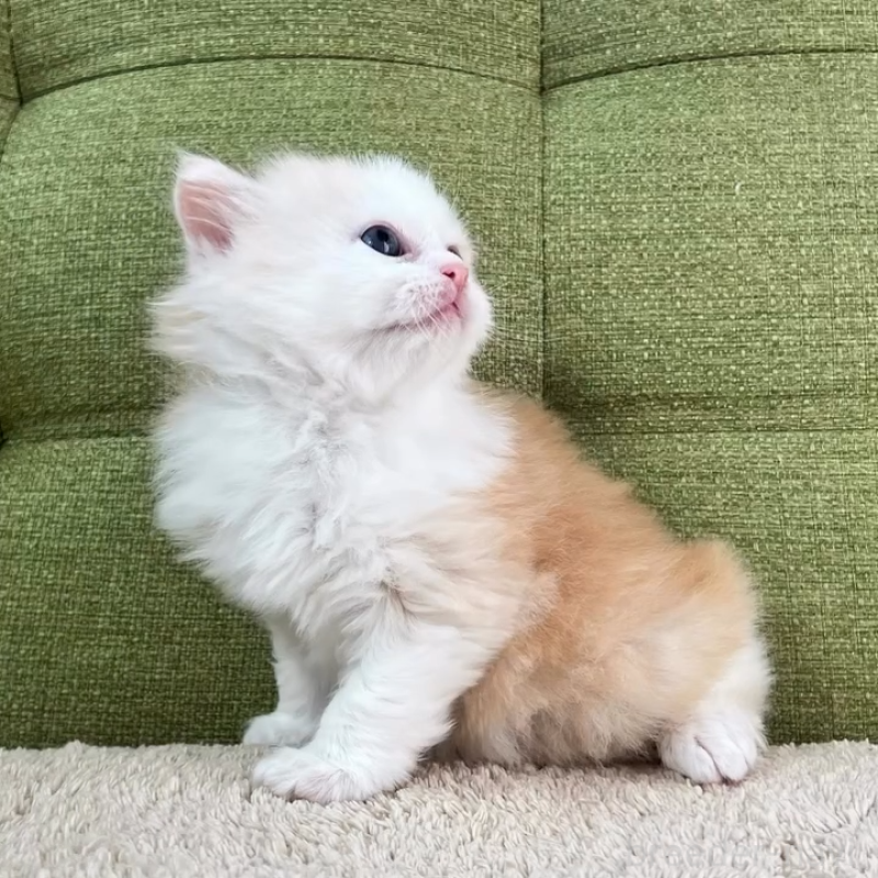 販売中の愛知県のラガマフィン-135116の9枚目