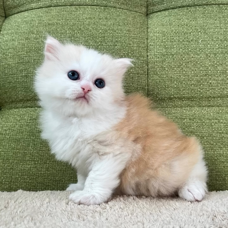 販売中の愛知県のラガマフィン-135116の7枚目