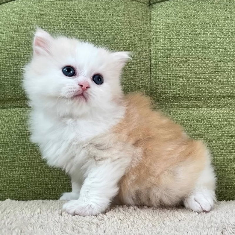 販売中の愛知県のラガマフィン-135116の1枚目