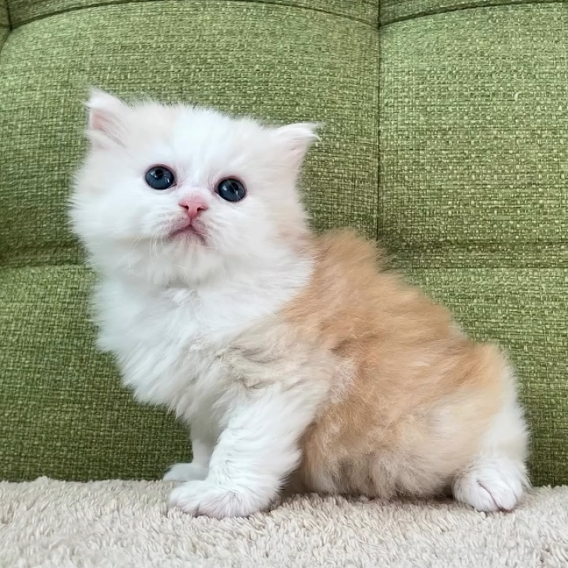 販売中の愛知県のラガマフィン-135116の6枚目