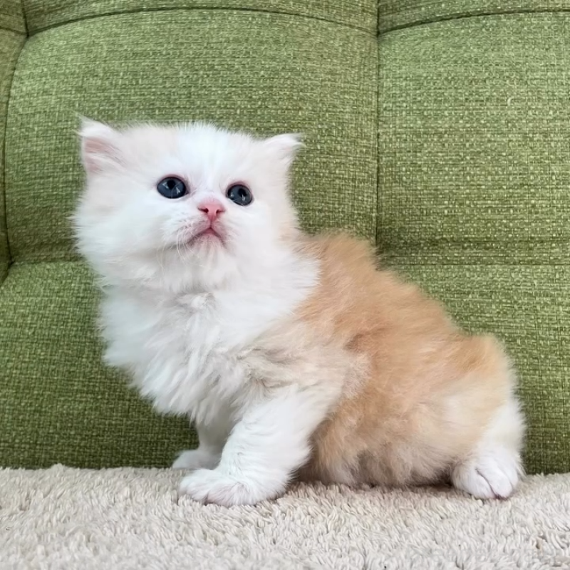 販売中の愛知県のラガマフィン-135116の5枚目