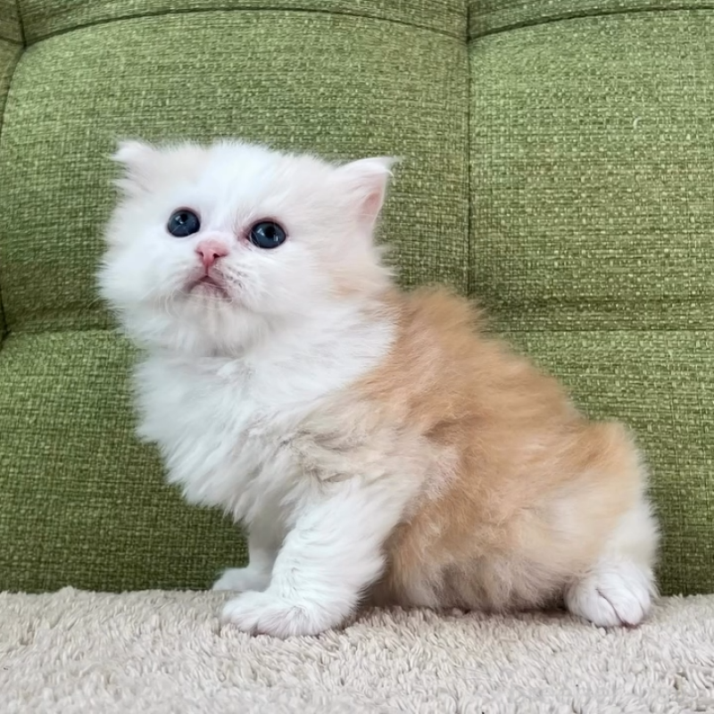 販売中の愛知県のラガマフィン-135116の4枚目