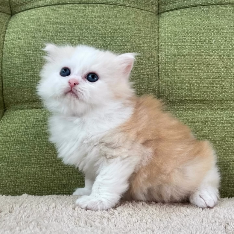 販売中の愛知県のラガマフィン-135116の3枚目