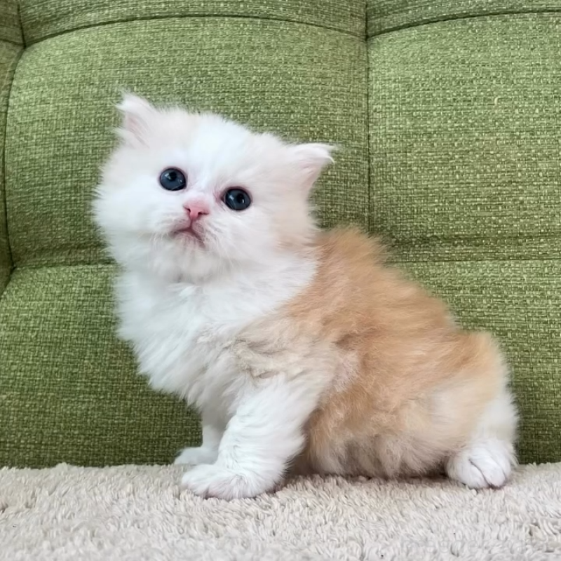 販売中の愛知県のラガマフィン-135116の2枚目