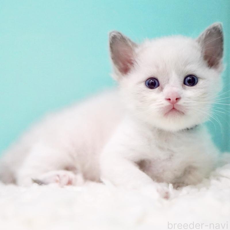 販売中の東京都のラグドール-135118の15枚目