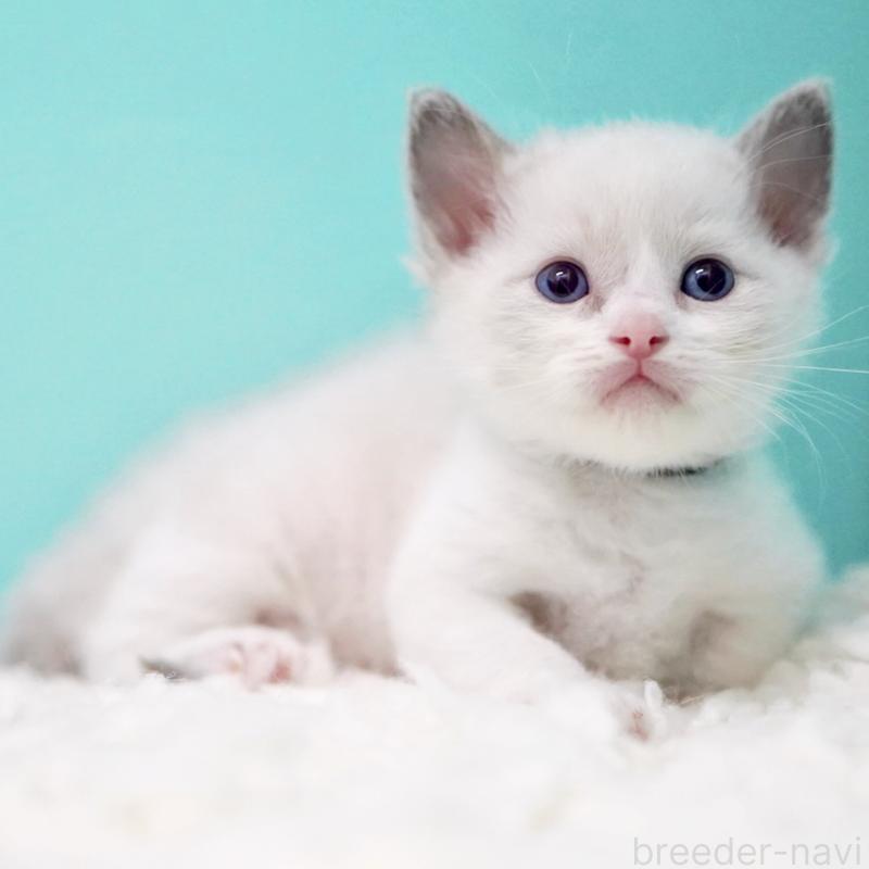 販売中の東京都のラグドール-135118の14枚目