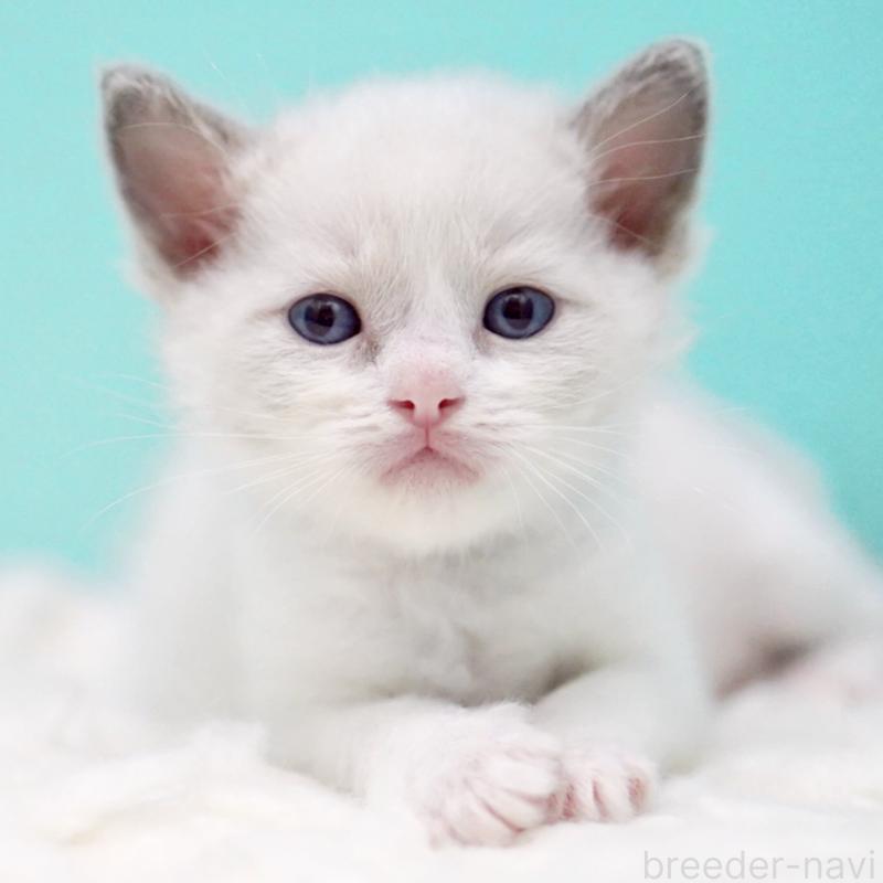 販売中の東京都のラグドール-135118の13枚目