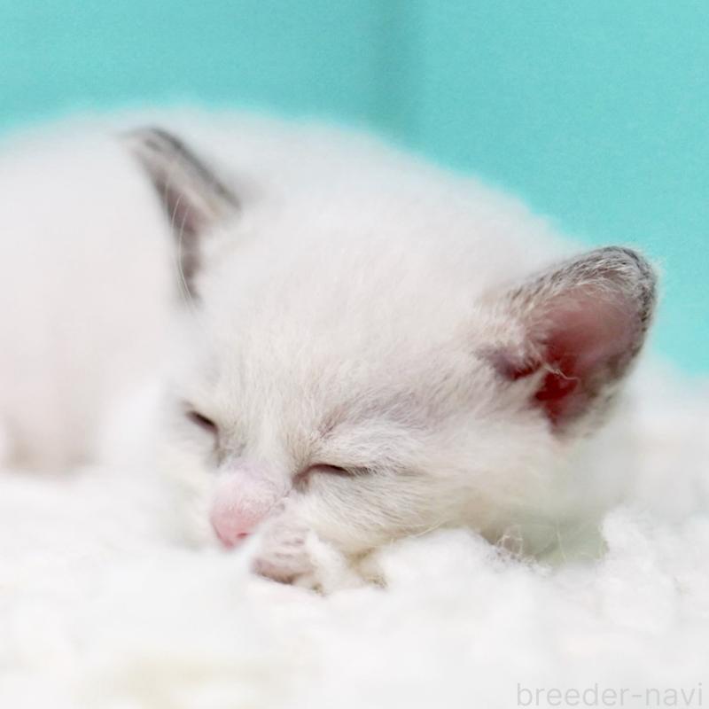 販売中の東京都のラグドール-135118の12枚目