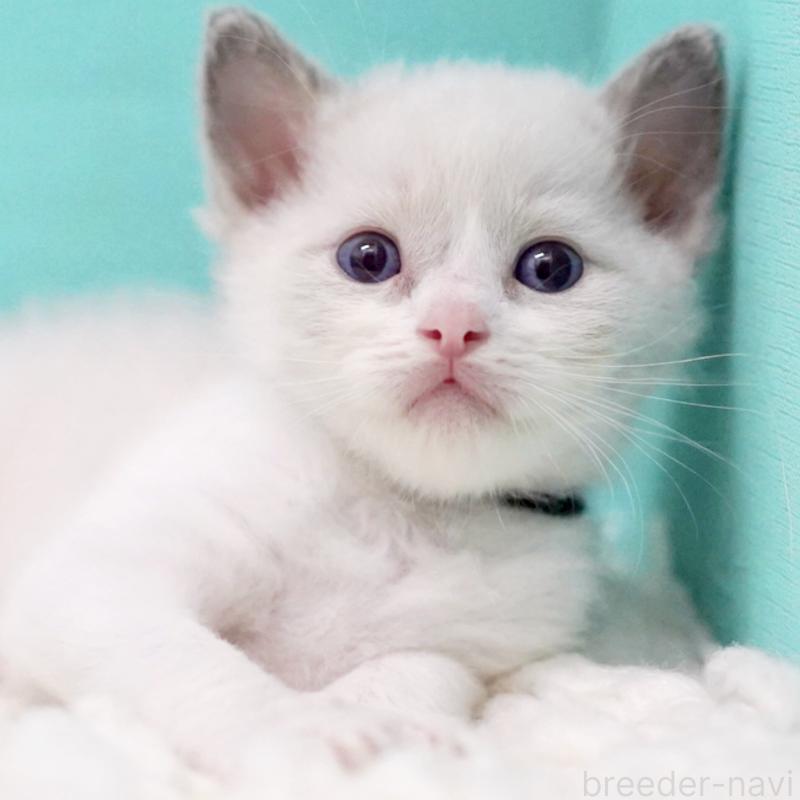 販売中の東京都のラグドール-135118の11枚目