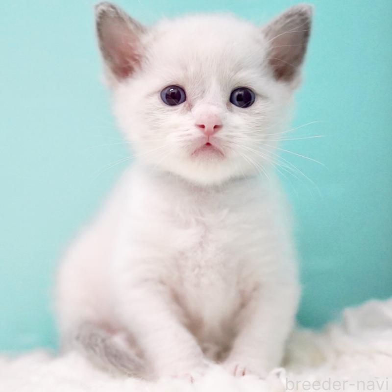 販売中の東京都のラグドール-135118の9枚目