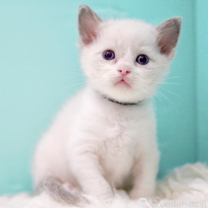 販売中の東京都のラグドール-135118の8枚目