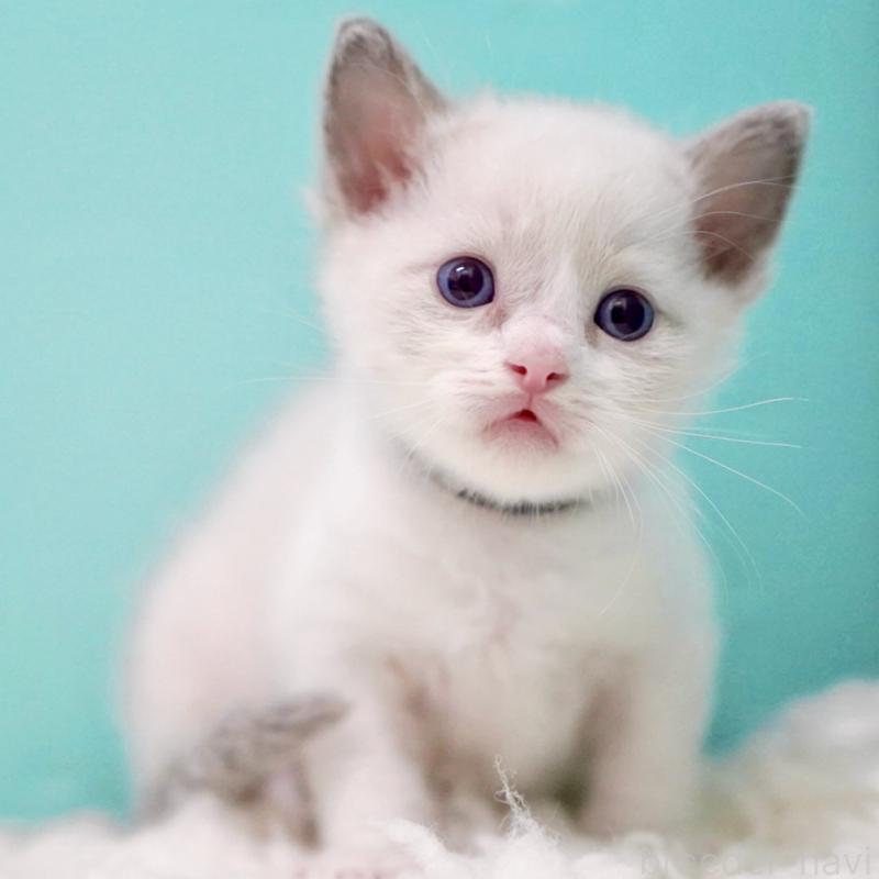 販売中の東京都のラグドール-135118の7枚目