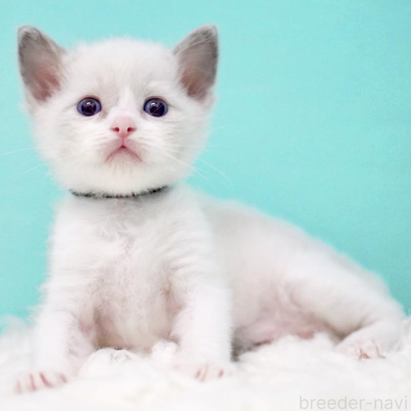 販売中の東京都のラグドール-135118の6枚目