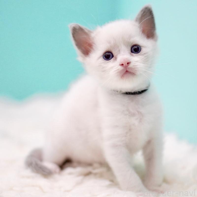 販売中の東京都のラグドール-135118の4枚目