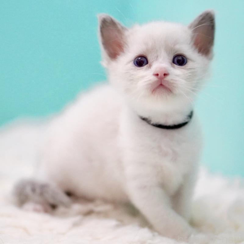 販売中の東京都のラグドール-135118の3枚目