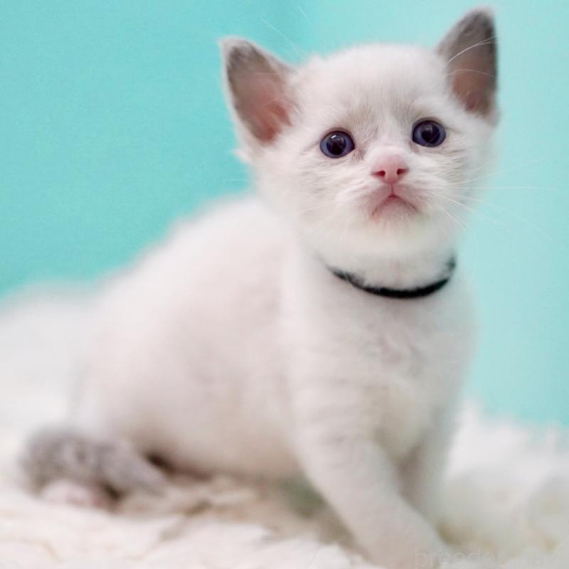 販売中の東京都のラグドール-135118の2枚目