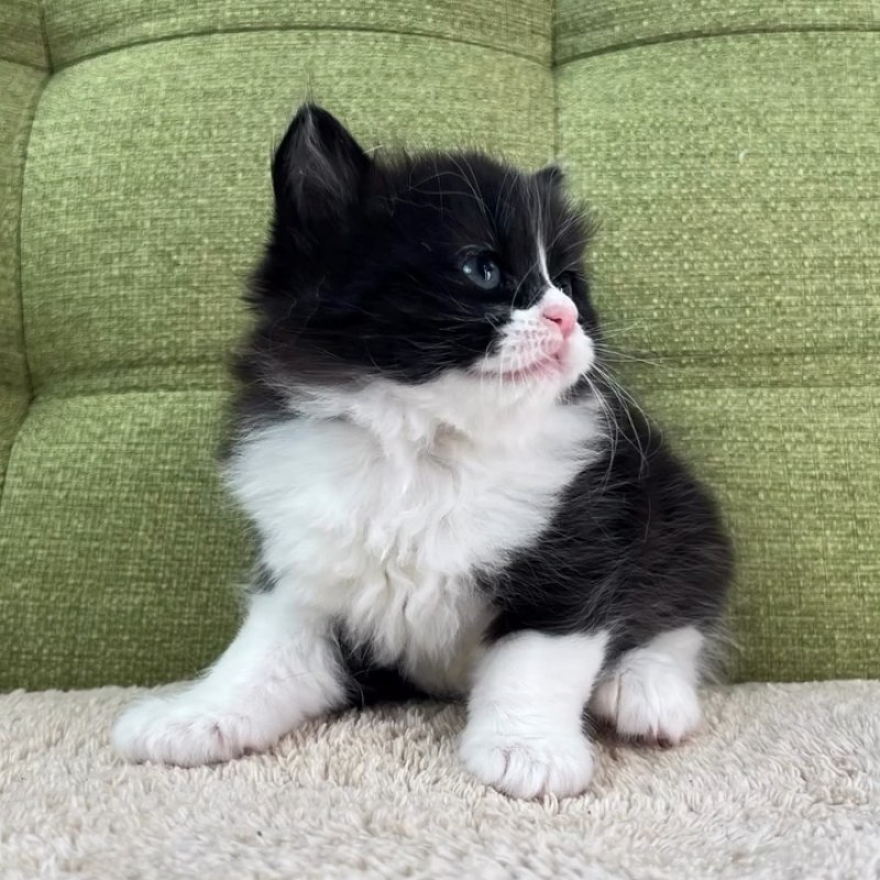 販売中の愛知県のラガマフィン-135117の10枚目