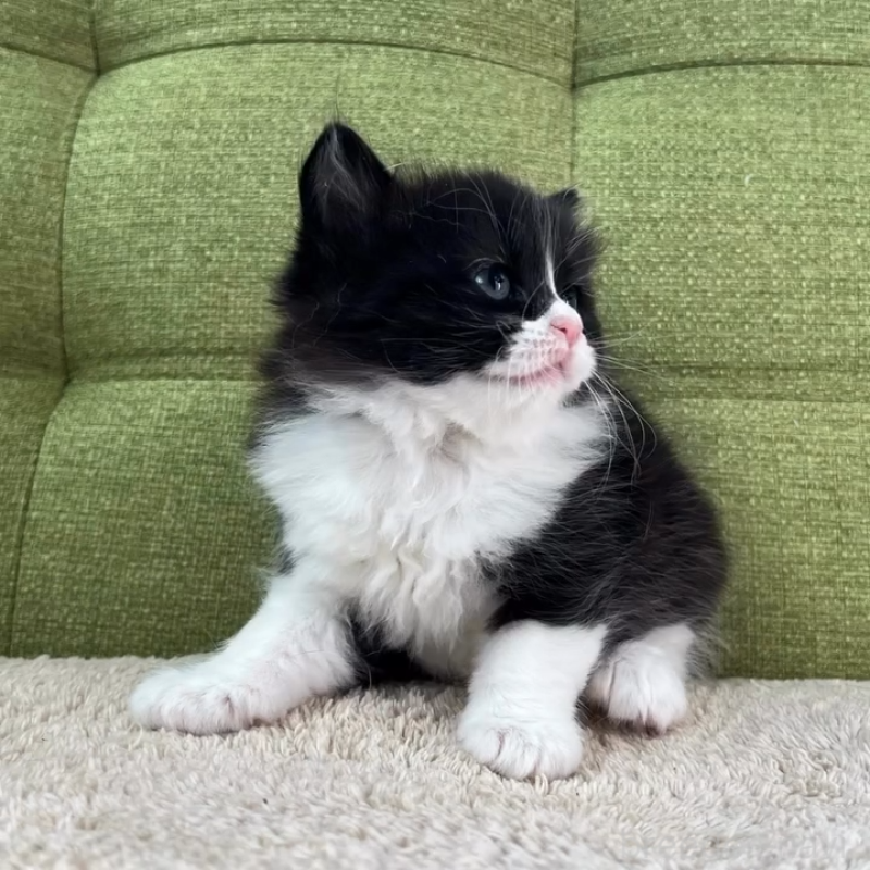 販売中の愛知県のラガマフィン-135117の9枚目