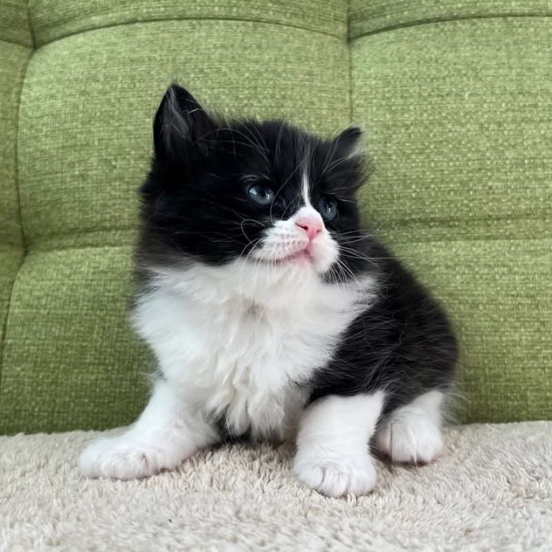 販売中の愛知県のラガマフィン-135117の8枚目