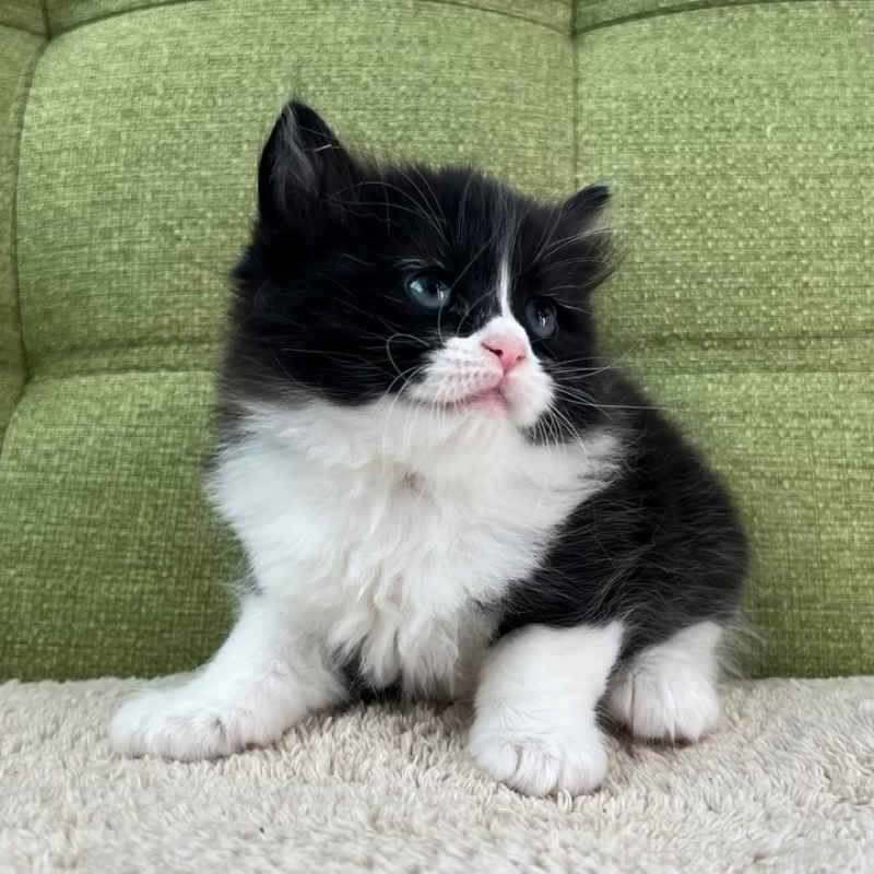 販売中の愛知県のラガマフィン-135117の7枚目