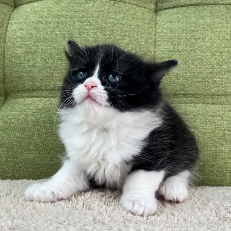 販売中の愛知県のラガマフィン-135117の5枚目