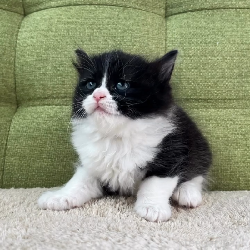 販売中の愛知県のラガマフィン-135117の4枚目