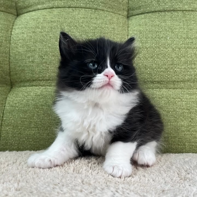 販売中の愛知県のラガマフィン-135117の3枚目