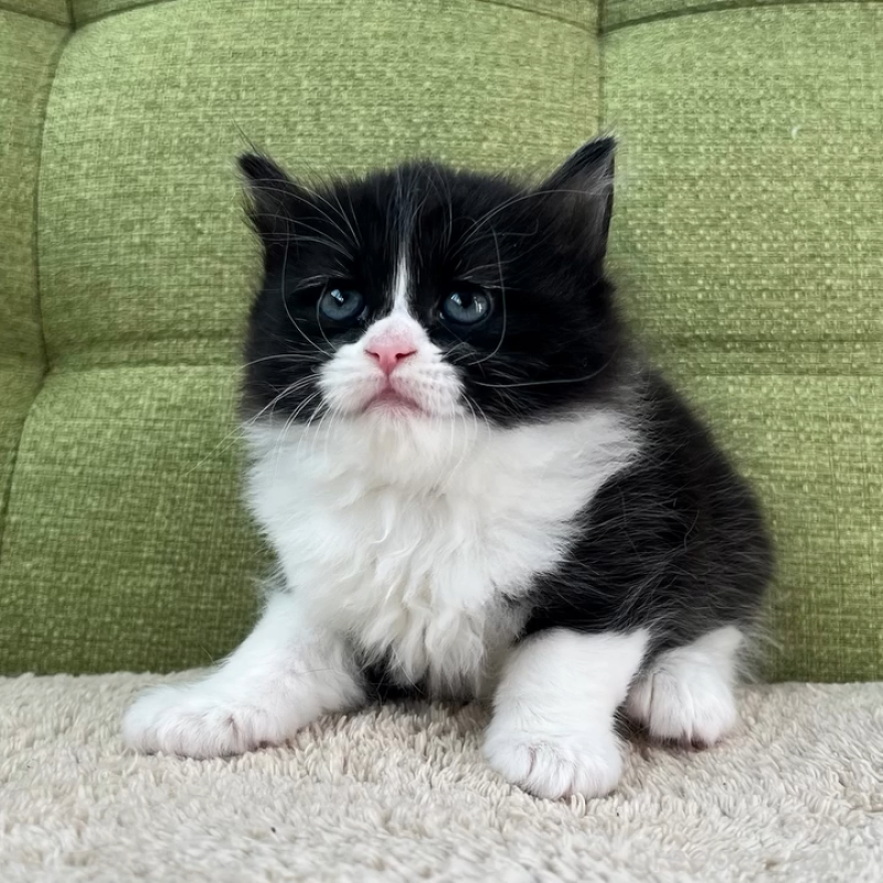 販売中の愛知県のラガマフィン-135117の2枚目