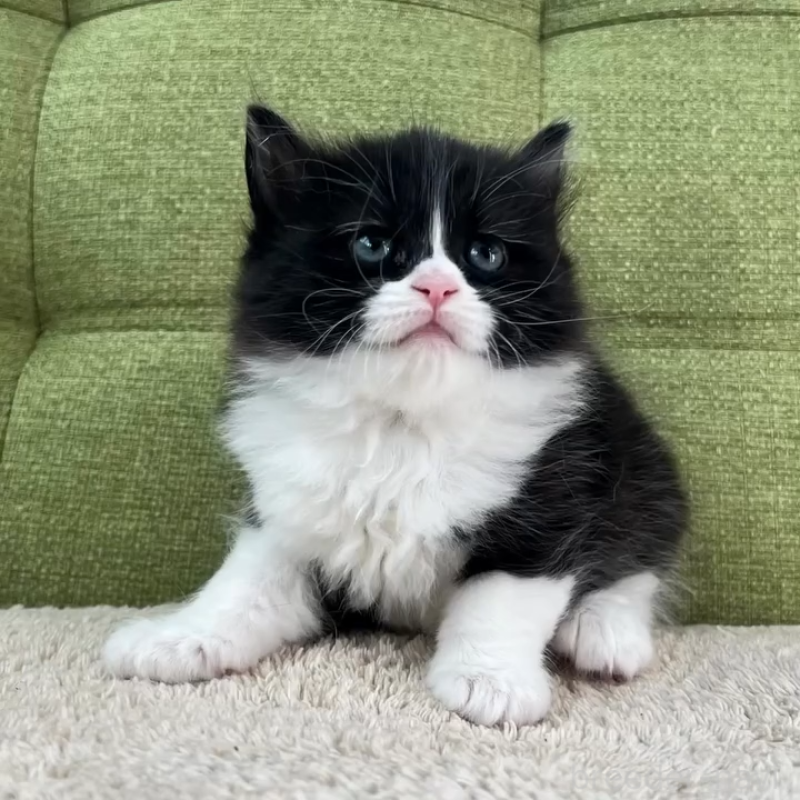 販売中の愛知県のラガマフィン-135117