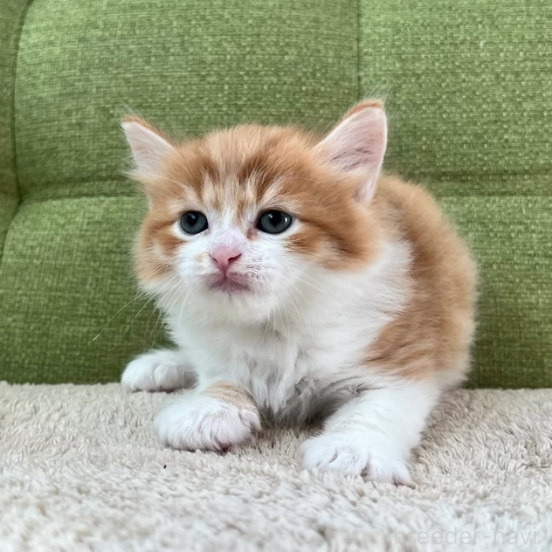 販売中の愛知県のラガマフィン-135119の6枚目