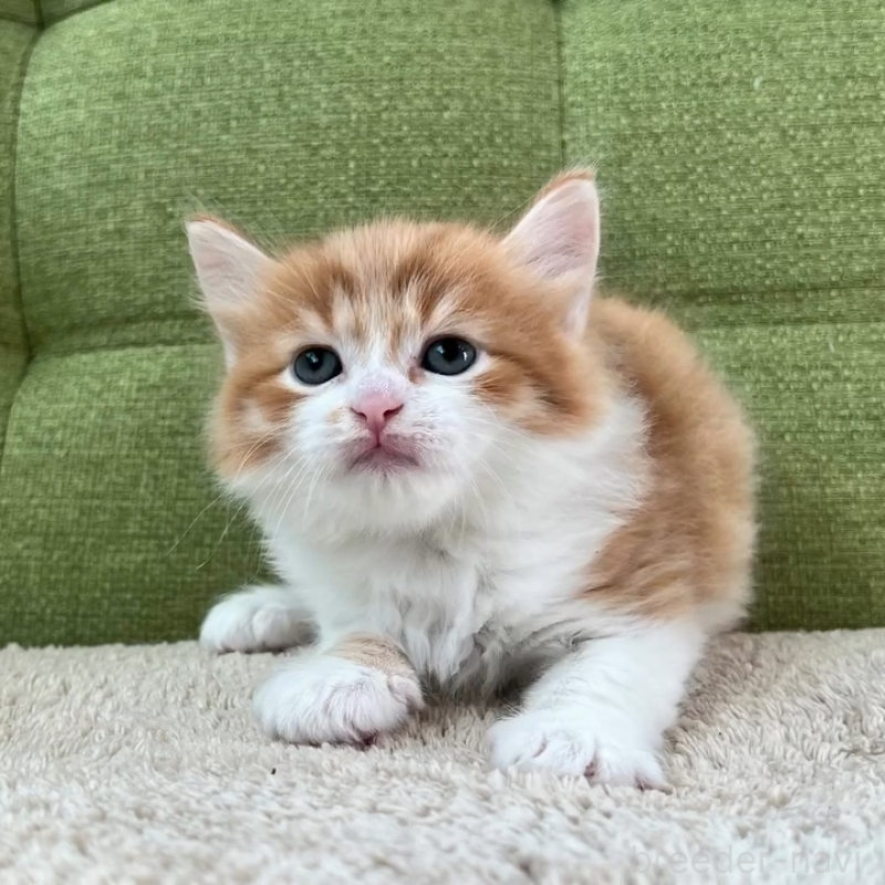 販売中の愛知県のラガマフィン-135119の5枚目