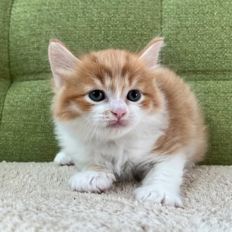 販売中の愛知県のラガマフィン-135119の4枚目