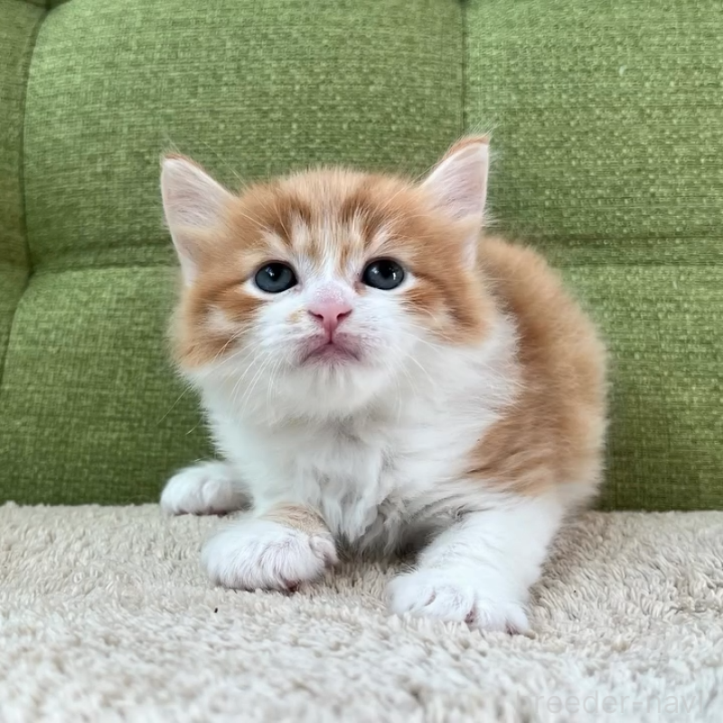 販売中の愛知県のラガマフィン-135119の3枚目